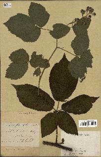 spécimen de Rubus flaccidifolius