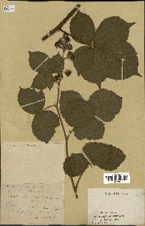 spécimen de Rubus sp.