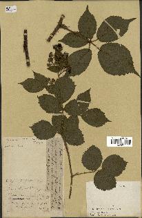 spécimen de Rubus sp.