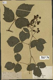 spécimen de Rubus sp.