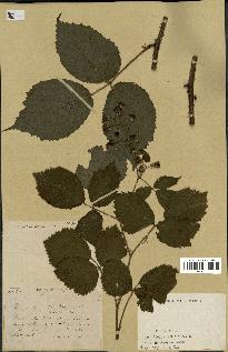 spécimen de Rubus sp.