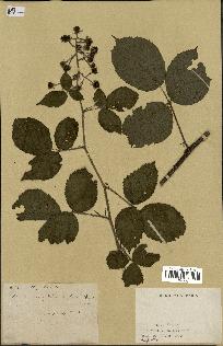spécimen de Rubus sp.