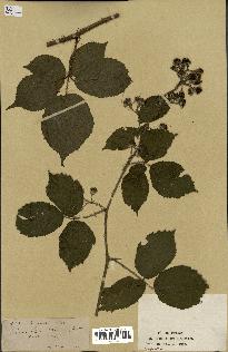 spécimen de Rubus sp.