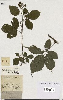 spécimen de Rubus rigidulus