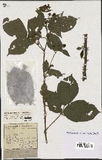 spécimen de Rubus rigidulus