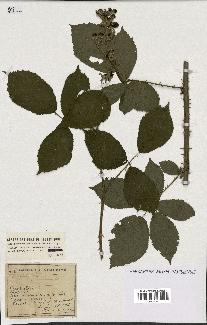 spécimen de Rubus rigidulus