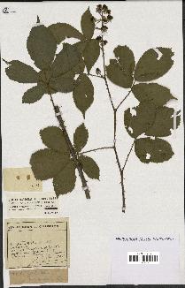 spécimen de Rubus rigidulus