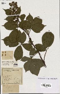 spécimen de Rubus rigidulus