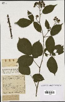 spécimen de Rubus rigidulus