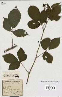 spécimen de Rubus rigidulus