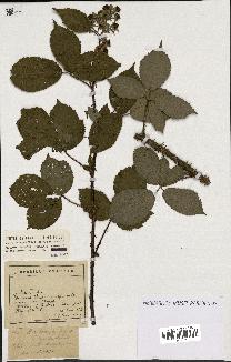 spécimen de Rubus melanoxylon