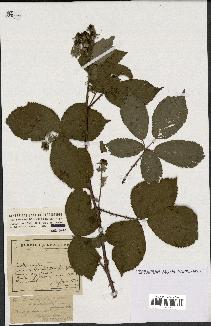 spécimen de Rubus melanoxylon