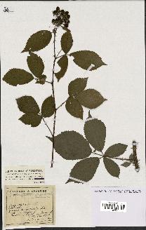 spécimen de Rubus melanoxylon