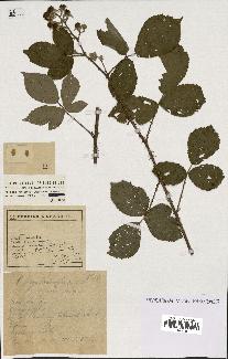 spécimen de Rubus melanoxylon