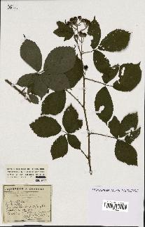 spécimen de Rubus melanoxylon