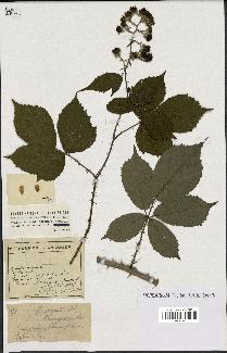 spécimen de Rubus argenteus