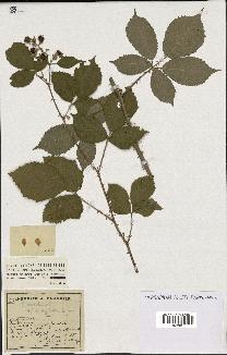 spécimen de Rubus argenteus