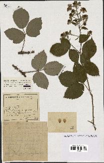 spécimen de Rubus argenteus