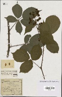 spécimen de Rubus argenteus