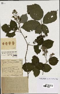 spécimen de Rubus argenteus