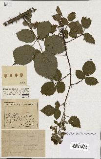 spécimen de Rubus argenteus