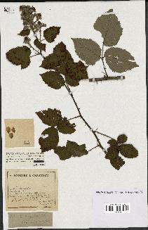 spécimen de Rubus argenteus