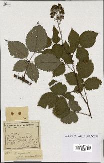 spécimen de Rubus argenteus