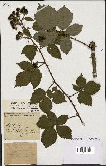 spécimen de Rubus argenteus