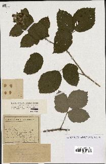 spécimen de Rubus argenteus