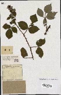 spécimen de Rubus argenteus