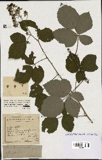 spécimen de Rubus argenteus