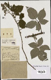 spécimen de Rubus argenteus