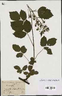 spécimen de Rubus carpinifolius