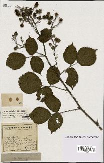 spécimen de Rubus alterniflorus