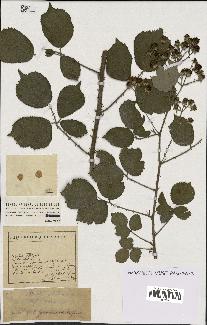 spécimen de Rubus alterniflorus