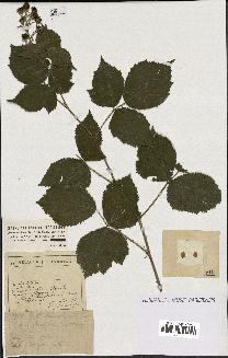 spécimen de Rubus lasiothyrsus