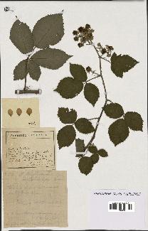 spécimen de Rubus lasiothyrsus