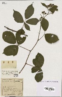 spécimen de Rubus sp.