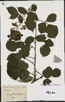 spécimen de Rubus sp.