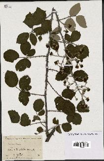 spécimen de Rubus sp.