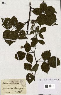 spécimen de Rubus cimbricus