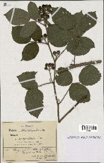 spécimen de Rubus schmidelyanus