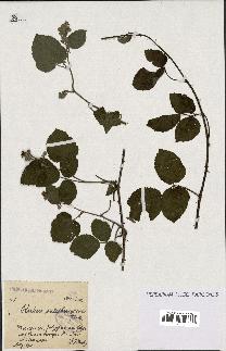 spécimen de Rubus salisburgensis