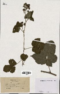 spécimen de Rubus pruinosus