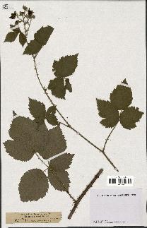 spécimen de Rubus pruinosus