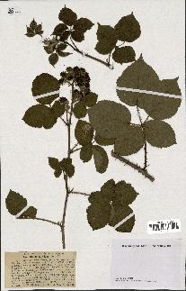 spécimen de Rubus horridus