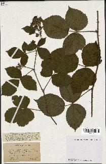 spécimen de Rubus villarsianus