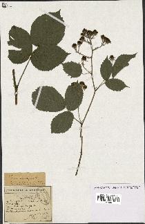 spécimen de Rubus schmidelyanus