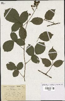 spécimen de Rubus schmidelyanus