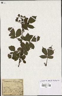 spécimen de Rubus schmidelyanus